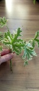 Geranium anginka variegata