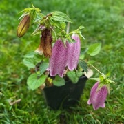 Dzwonek nakrapiany / Campanula punctata Hot Lips