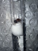 Mrówki Myrmicaria brunnea rójkowa królowa