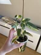 Philodendron Bipennifolium Variegata
