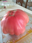 Nasiona pomidora GIGANT - Karma dla rybek