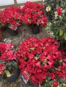 Rododendron czerwone kwiaty