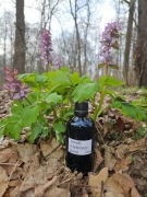 Intrakt z kokoryczy pustej 100 ml kokorycz