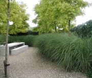 Miskant GRACILLIMUS sadzonka C2