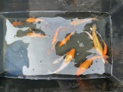  Karpie koi Karasie kolorowe do oczka wodnegostawu