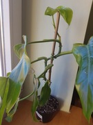 Philodendron filodendron siam sunrise Green 