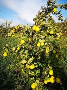 Pigwa - owoce, nalewka, sok, marmolada