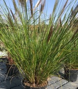 Trawa Pampasowa, Red Baron, Rozplenica, Miskant, Lasecznica , sadzonki