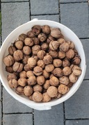 Orzechy włoskie tegoroczne!