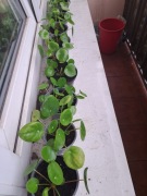 Roślina Pieniążek (Pilea peperomioides)