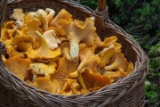 Kurki świeże 1kg ( wysyłam) ( REZERWACJE) 