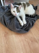 Dorosła kotka 5 letnia .oddam w dobre ręce.