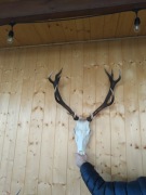 Poroże jelenia. Czternastak nieregularny z czaszką