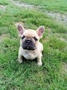 Buldog francuski szczenięta 