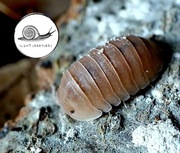 Cubaris murina Papaya 10 szt NOWOŚĆ isopody prosionki ekipa