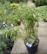 Bambus Fargesia rufa