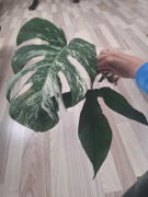 Montera variegata + philodendron camposportanum 