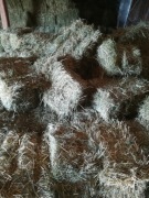 Siano w kostkach 2023