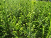 Świerk pospolity sadzonki 2/1 / świerk srebrny