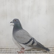 Gołąb 11479 7041-1,2konk na 2500 gołębi x 8 AS WG