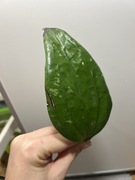 Hoja Hoya sp. South of Thailand EPC-209