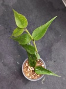 Hoya sp. Vietnam (polyneura complex)- sadzonka ukorzeniona