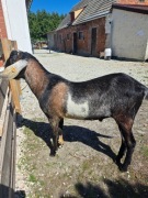 Koziołek roczny anglonubijski z rodowodem 