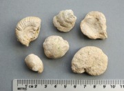 Amonity skamieniałości komplet - Jura 