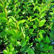 Ligustr pospolity - sadzonki 50-100cm, kopane z gruntu. 100 szt.