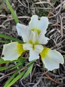 Irys syberyjski 'Dreaming Yellow' Iris sibirica