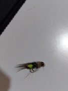 Nimfa larwa chruścika caddis nimf