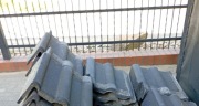 Dachówka cementowa szczytowa IBF czarna