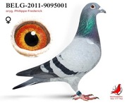 Gołąb, gołębie pocztowe. SUPER PREZENT !!!!