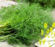 Koper Ogrodowy Szmaragd