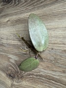 Hoya hoja silver dollar