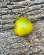 CHEROKEE GREEN PEAR Pomidor Kolekcjonerski 