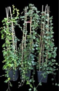 Bluszcz hedera 150cm w dużych donicach kępa