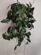 Hoya Hoja Kwiat domowy 