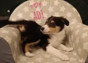 Owczarki szkockie szczenięta 