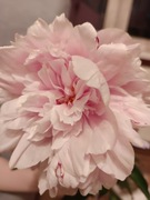 Kwiatek róża różowa