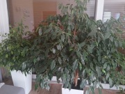 Kwiat Roślina  Ficus