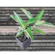 Żyworódka lecznicza sadzonka młoda zdorwa