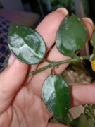 hoya mathilda splash-cięta