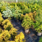 Sosna Czarna,Himalaj.,swierk ,tuja,modrzew,bonsai