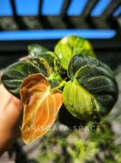 Philodendron melanochrysum variegata melanochryzum filodendron 