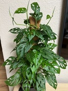 Monstera Adansonii  Laniata - don. 9 cm