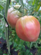 Pomidor Bawole Serce Czerwony  