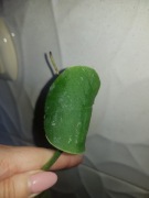 Monstera dubia cięta 