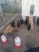 Jaja legowe ayam camani