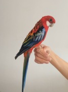 Sprzedam papużkę Rozellę białolicą - oswojony, zdrowy samczyk